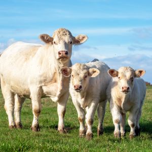 Le Boeuf de Charolles AOP