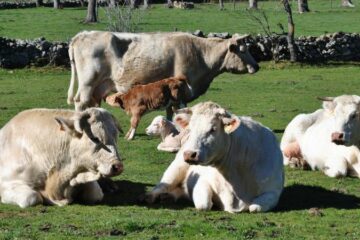 Le Boeuf de Charolles AOP