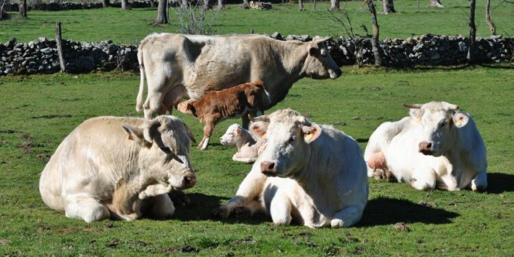 Le Boeuf de Charolles AOP