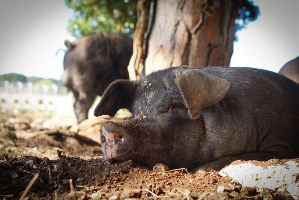 Porc noir gascon, Maison Biau