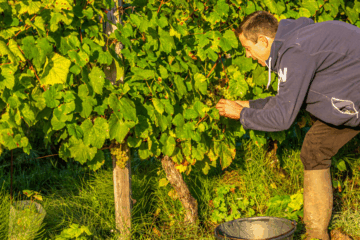 Le vin gris du domaine de l'Ambroisie