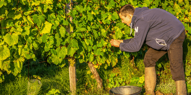 Le vin gris du domaine de l'Ambroisie