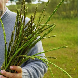 Tout savoir sur l'asperge sauvage