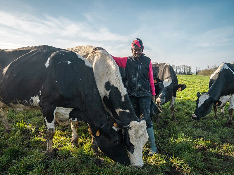 Les vaches de Mam'Adiza