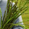 Tout savoir sur l'asperge sauvage