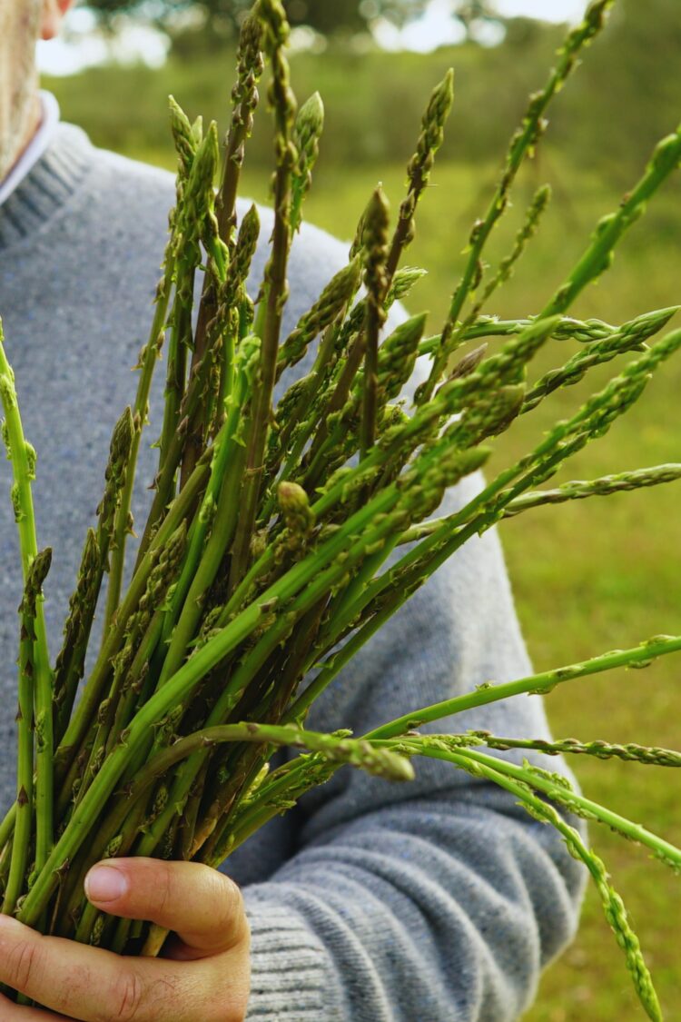 Tout savoir sur l'asperge sauvage