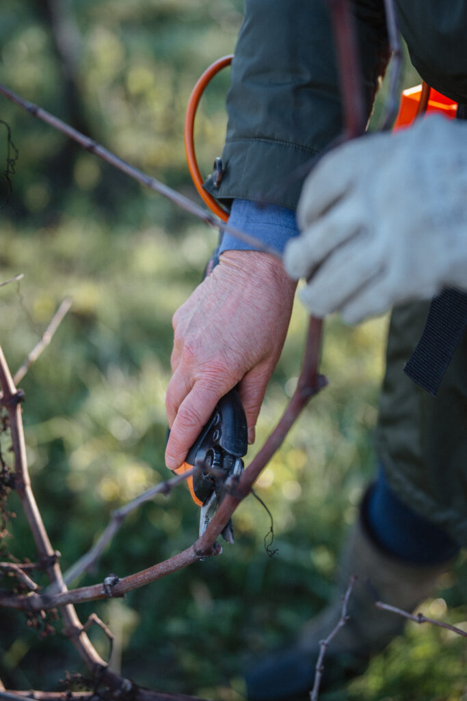 Travail de la vigne du Château des Rochers