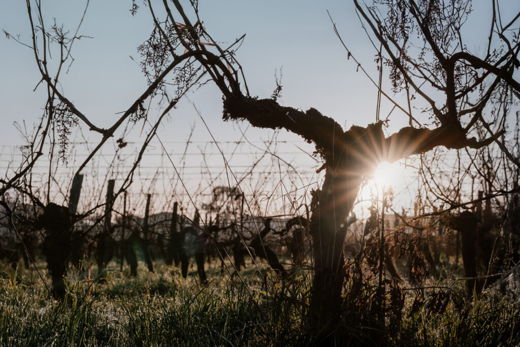 Vignes du Château des Rochers