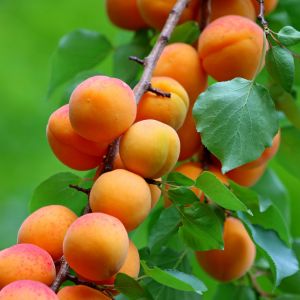 Face aux intempéries, comment aider nos producteurs d’abricots du Roussillon ?
