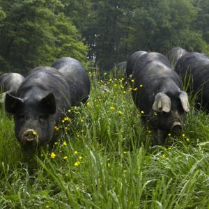 C'est quoi un élevage en plein air ? Ce que ça change pour la qualité de la viande