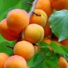 Face aux intempéries, comment aider nos producteurs d’abricots du Roussillon ?