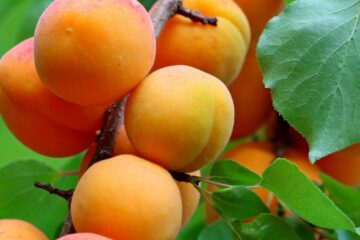 Face aux intempéries, comment aider nos producteurs d’abricots du Roussillon ?
