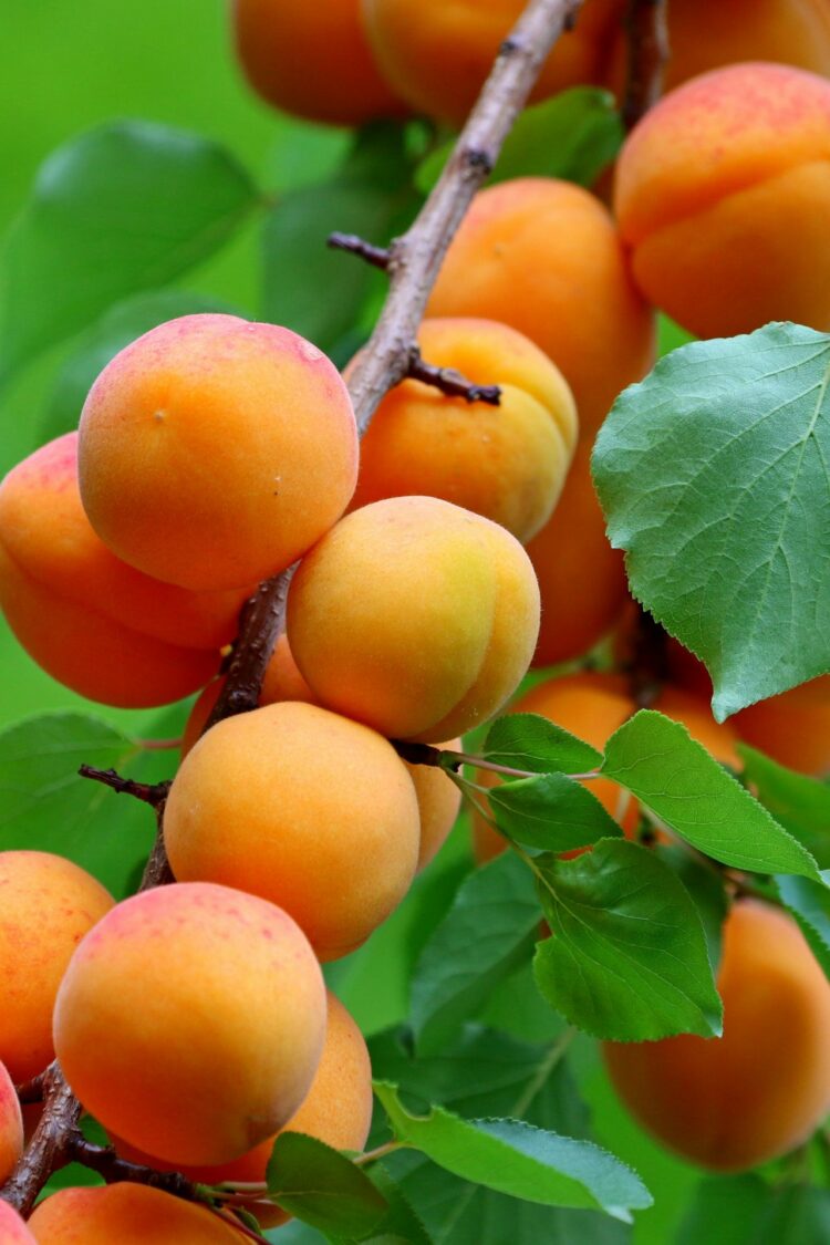 Face aux intempéries, comment aider nos producteurs d’abricots du Roussillon ?