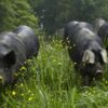 C'est quoi un élevage en plein air ? Ce que ça change pour la qualité de la viande