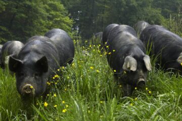 C'est quoi un élevage en plein air ? Ce que ça change pour la qualité de la viande