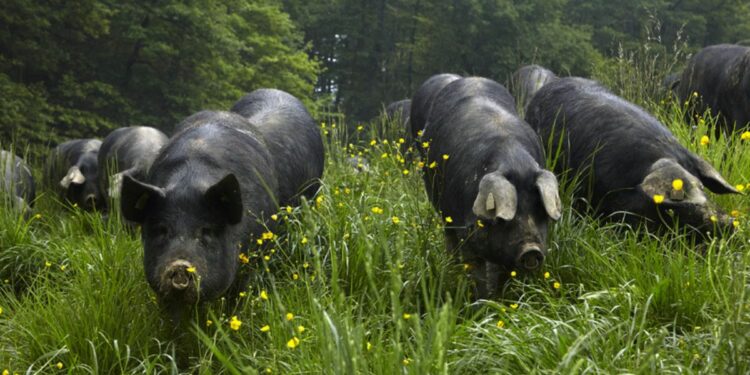 C'est quoi un élevage en plein air ? Ce que ça change pour la qualité de la viande