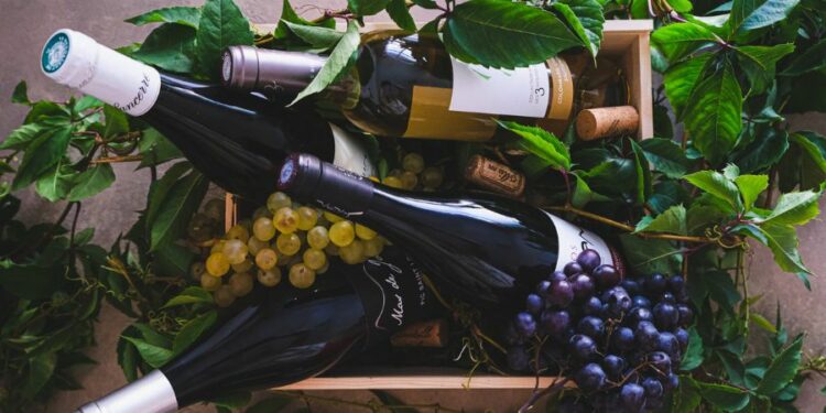Route des vins en France : petit tour à travers nos terroirs mythiques