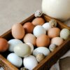 Tout savoir sur les œufs : comment bien les choisir et les cuisiner !