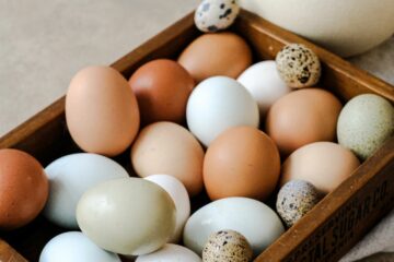 Tout savoir sur les œufs : comment bien les choisir et les cuisiner !