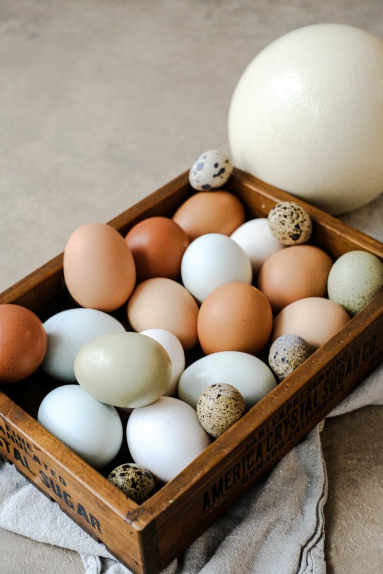 Tout savoir sur les œufs : comment bien les choisir et les cuisiner !