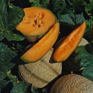 Comment choisir un bon melon ? Toutes les astuces pour vous y retrouver
