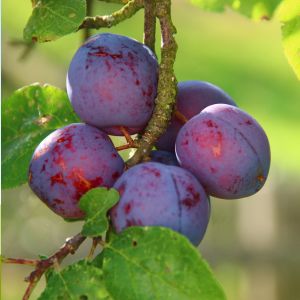 C'est quoi la pruine ? La protection naturelle des fruits