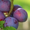C'est quoi la pruine ? La protection naturelle des fruits
