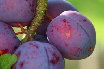 C'est quoi la pruine ? La protection naturelle des fruits