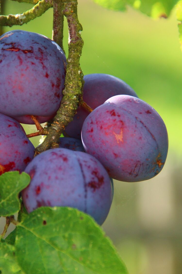 C'est quoi la pruine ? La protection naturelle des fruits