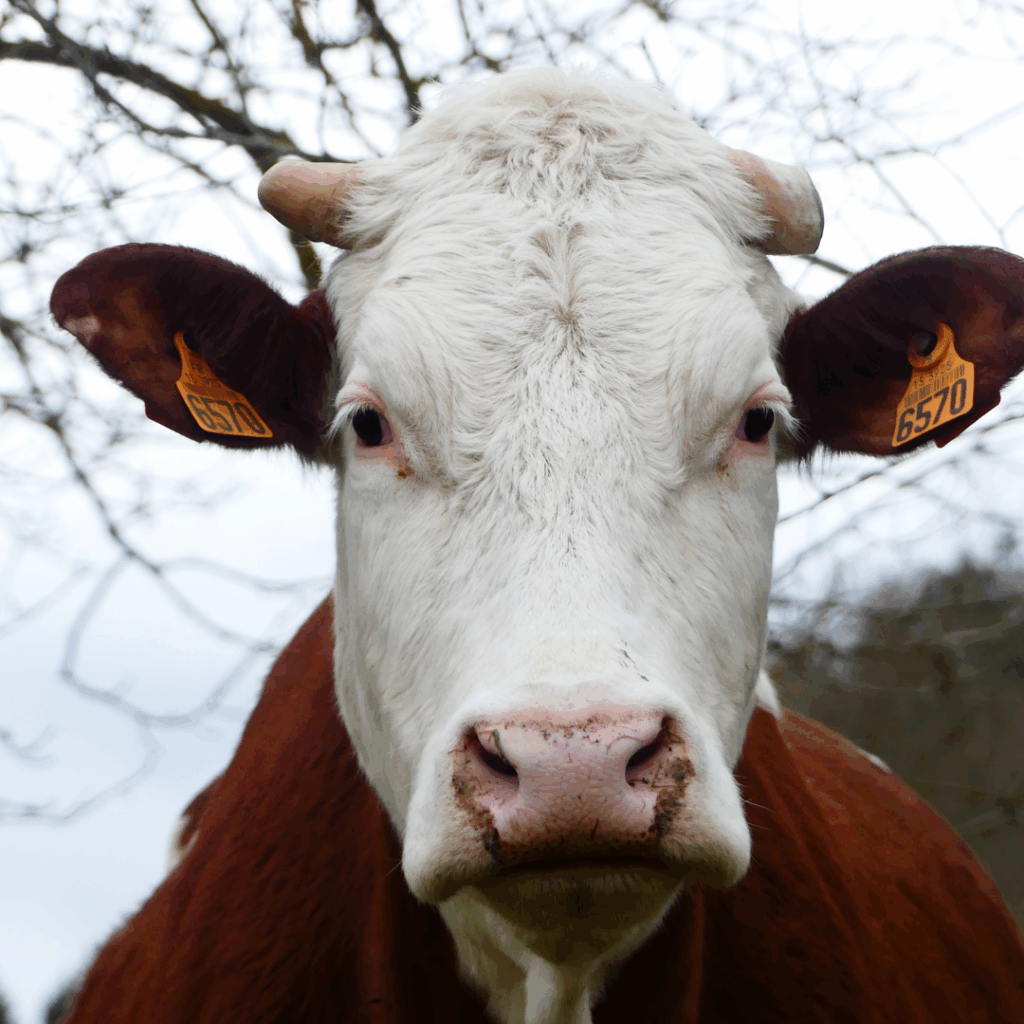 Les vaches de La Ferme de Franck et Blandine
