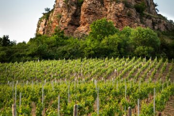 L'oenotorisme en Saône-et-Loire