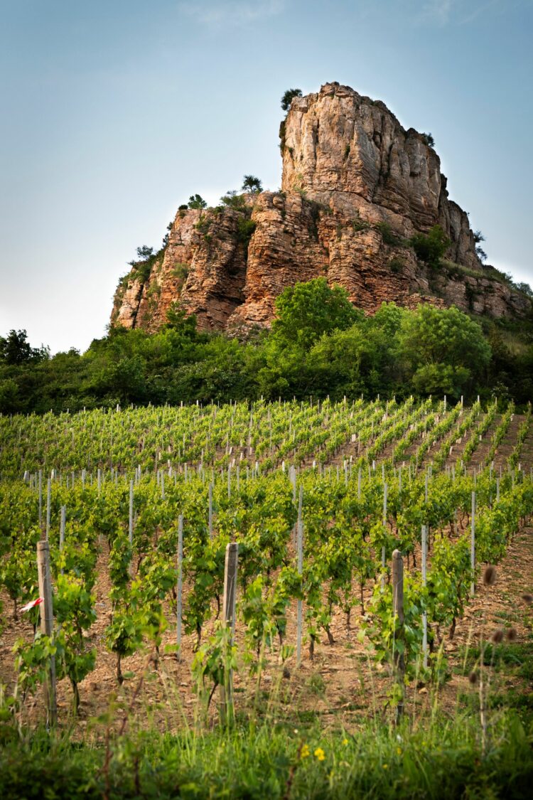 L'oenotorisme en Saône-et-Loire