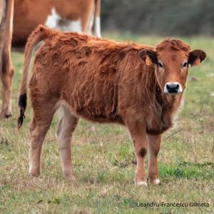 Veau corse : particularités, élevage et conseils cuisine