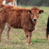 Veau corse : particularités, élevage et conseils cuisine