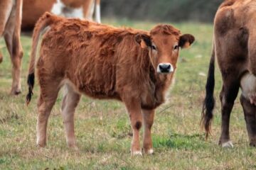 Veau corse : particularités, élevage et conseils cuisine