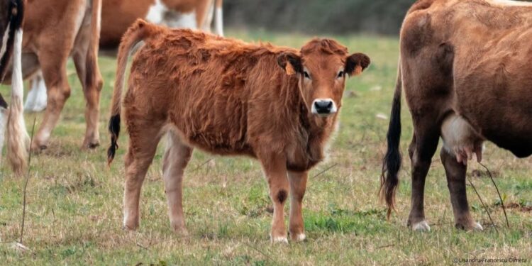 Veau corse : particularités, élevage et conseils cuisine